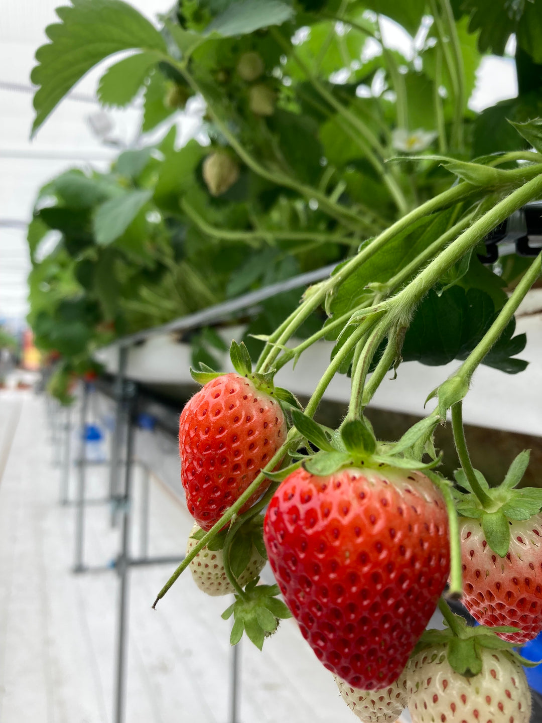 送料無料】秋田夏響 冷凍いちご1kg – Terroir to Table