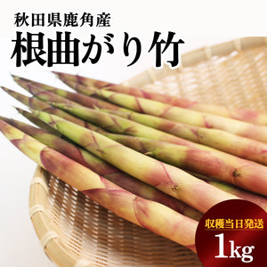 【受付終了】秋田の山菜 根曲がり竹 1kg
