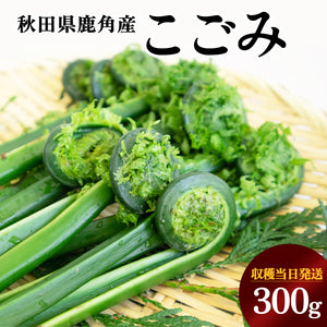 【受付終了】秋田の山菜 こごみ 300g