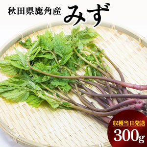 【受付終了】秋田の山菜 みず 300g