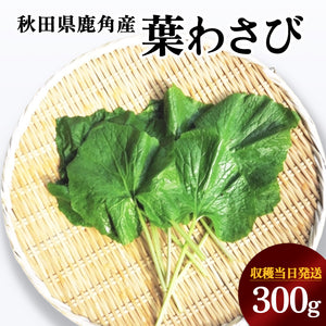 【受付終了】秋田の山菜 葉わさび 300g