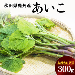 【受付終了】秋田の山菜 あいこ 300g