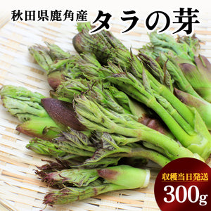 【受付終了】秋田の山菜 タラの芽 300g