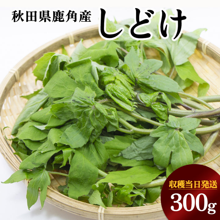 受付終了】秋田の山菜 しどけ 300g – Terroir to Table